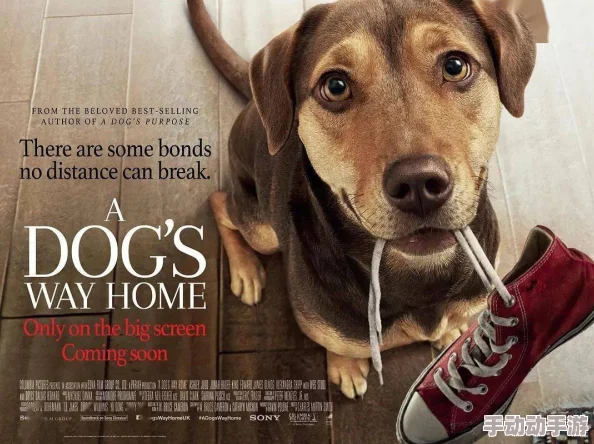 《暴躁大妈荒野逃生K9》：惊现神秘力量，她与K9犬展开生死对决，荒野求生的传奇故事震撼全网！