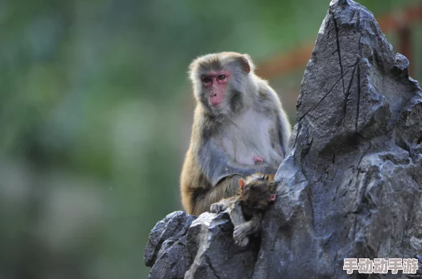 两个生猴子不盖被子，竟然在动物园里上演了一场惊心动魄的争夺战，引发游客围观热议！