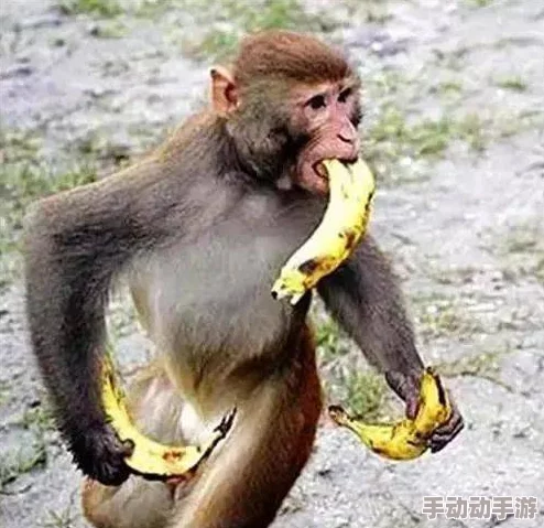 两个生猴子不盖被子，竟然在动物园里上演了一场惊心动魄的争夺战，引发游客围观热议！