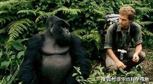 八重童子被丘丘人繁衍后代，传言其身怀神秘力量引发外界关注