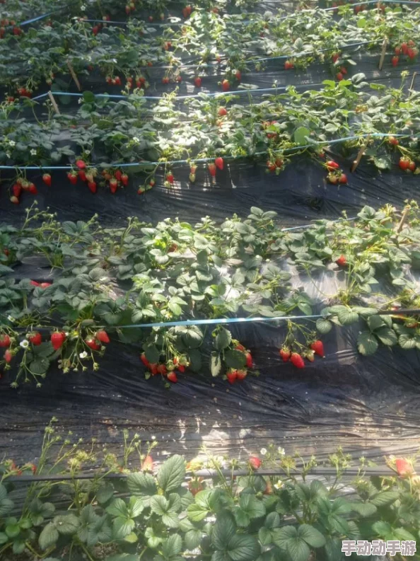 草莓视频免费：最新动态与精彩内容一览，尽享无限乐趣与畅快体验！