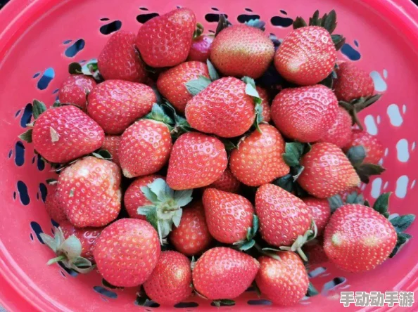草莓视频免费：最新动态与精彩内容一览，尽享无限乐趣与畅快体验！
