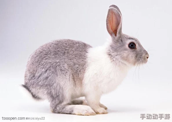 老师的小兔子真好听,课堂上小朋友们纷纷模仿兔子的叫声,气氛欢快热烈,增添了学习的乐趣与互动 老师的小兔子真好听,课堂上小朋友们纷纷模仿兔子的叫声,气氛欢快热烈,增添了学习的乐趣与互动