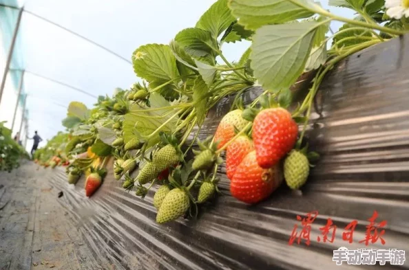 草莓视频高潮：最新动态揭示用户体验提升与内容多样化的趋势，吸引更多观众关注和参与