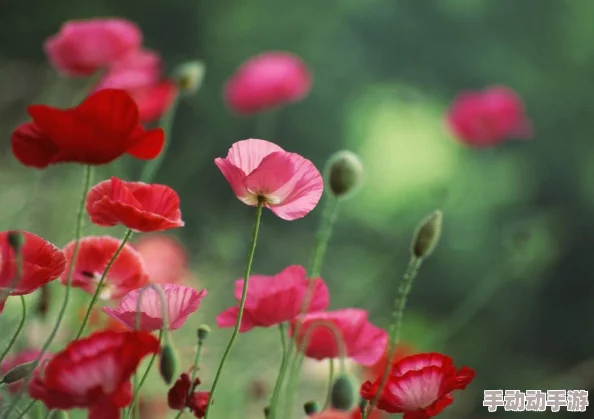 野花社区：全新活动上线，丰富多彩的互动体验等你来参与，共同打造温馨和谐的邻里关系！