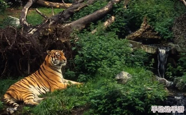 黑虎：最新动态揭示其在生态系统中的重要性与保护现状，专家呼吁加强对这一珍稀物种的关注与研究