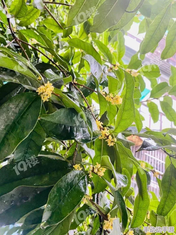 欧美毛片aaaa久久久久：最新动态引发热议，网友纷纷讨论其背后的文化影响与社会反响