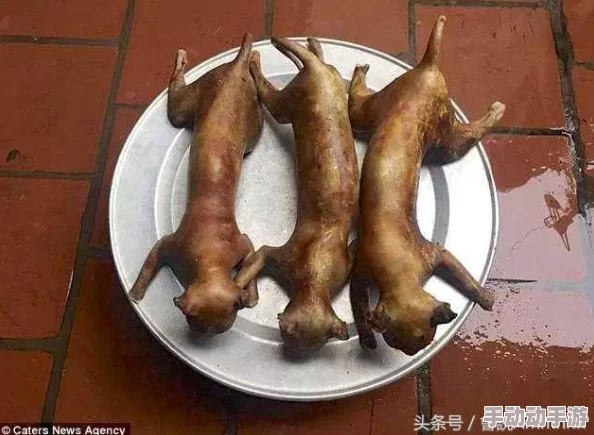 猫咪和汤手游：全面解锁食谱大全与烹饪技巧指南
