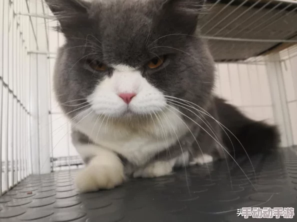 啪啪福利社：全新活动上线，精彩内容不断更新，会员专享福利等你来体验！