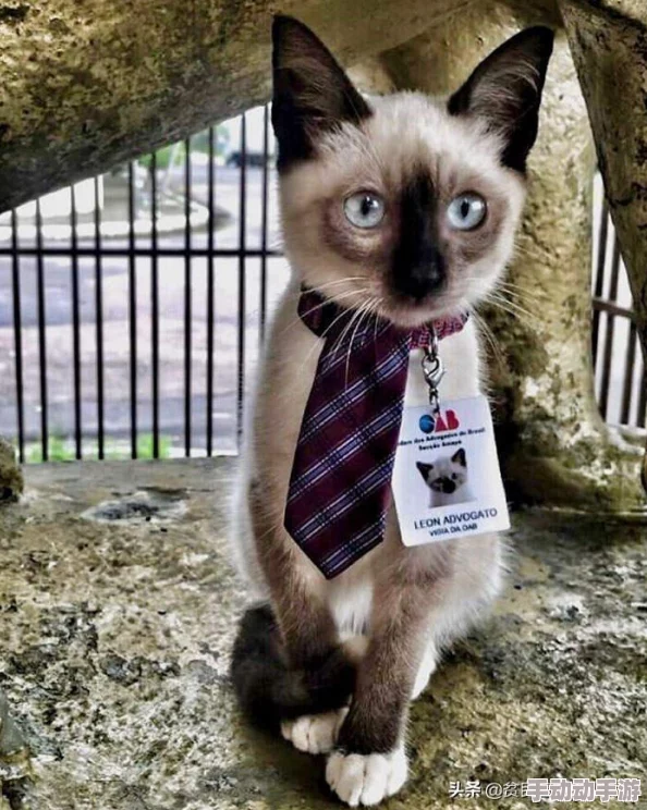 全面指南：如何有效寻找并加入适合自己的组织或公会