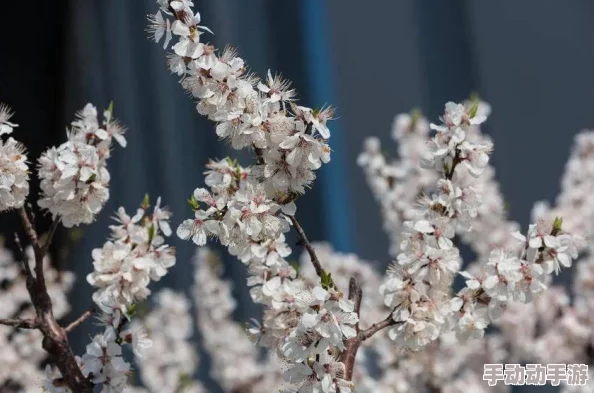桃花师：传承千年的桃花文化与现代艺术的完美结合，带你领略不一样的桃花魅力与风情