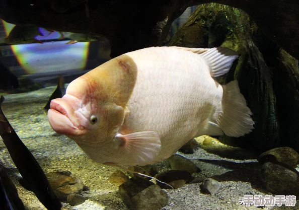 代号界游戏最新免费下载地址与官方链接分享大全