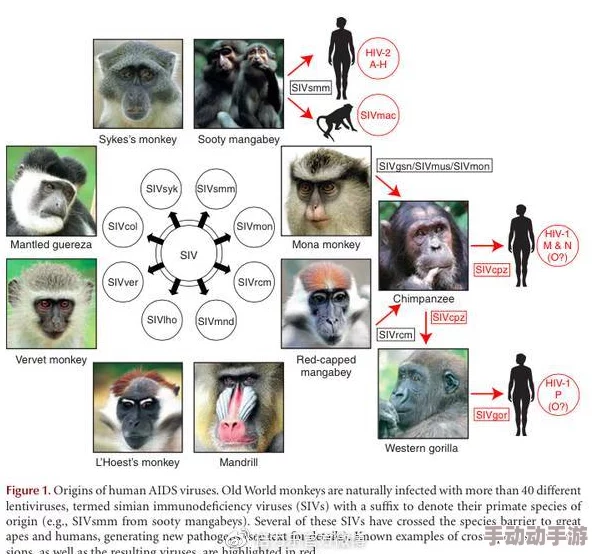 欧美人与禽性XXXXX杂性：新研究揭示跨物种交配对生态系统的潜在影响与伦理争议