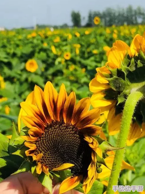 星辰天美MV发布新动态，粉丝热议精彩画面与音乐风格，期待更多幕后花絮和创作故事分享！