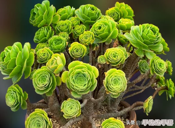 原始传奇游戏中法师角色快速提升等级的最佳地点推荐