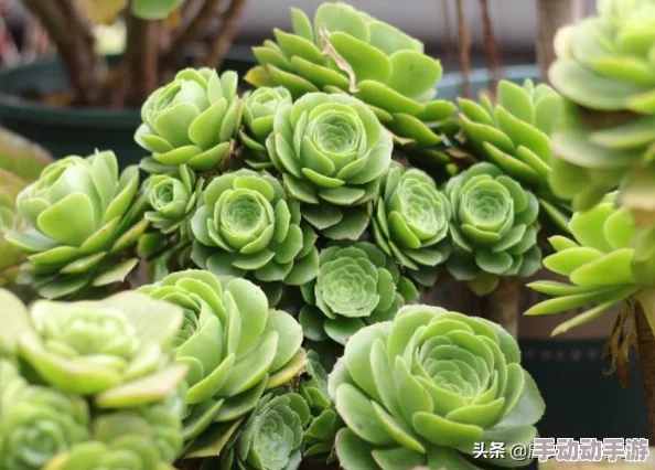 原始传奇游戏中法师角色快速提升等级的最佳地点推荐