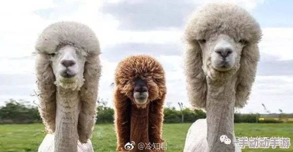 “亚洲国产毛片”震惊全球，竟然曝光了不为人知的行业内幕，引发网友热议与广泛关注！