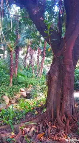 老人做交易森林现场：新动态揭示了老人与自然和谐共生的独特方式，吸引了众多游客前来体验与学习