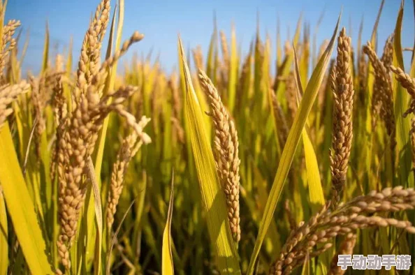 边缘世界生存指南：初始粮食作物推荐，玉米、土豆还是水稻更优？