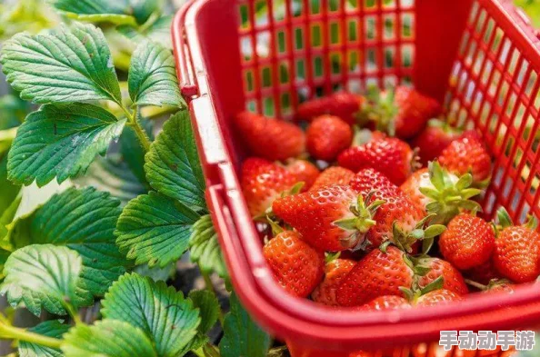 草莓污视频在线：最新动态与用户反馈，畅享高清流媒体体验，提升观看乐趣与互动性！