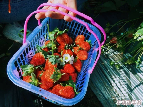 草莓污视频在线：最新动态与用户反馈，畅享高清流媒体体验，提升观看乐趣与互动性！