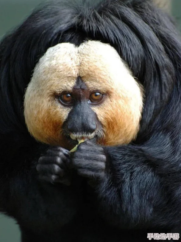 二人生猴子全程图片:记录一对情侣在旅途中与猴子亲密互动的精彩瞬间,展现人与动物之间的和谐关系 二人生猴子全程图片:记录一对情侣在旅途中与猴子亲密互动的精彩瞬间,展现人与动物之间的和谐关系