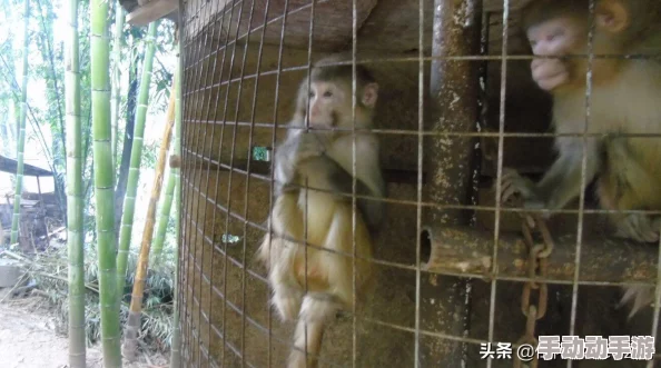 二人生猴子全程图片:记录一对情侣在旅途中与猴子亲密互动的精彩瞬间,展现人与动物之间的和谐关系 二人生猴子全程图片:记录一对情侣在旅途中与猴子亲密互动的精彩瞬间,展现人与动物之间的和谐关系