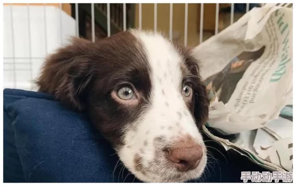 人狗畜禽公司有限公司在现代农业发展中的角色与影响:以可持续养殖为视角的研究分析 人狗畜禽公司有限公司在现代农业发展中的角色与影响:以可持续养殖为视角的研究分析