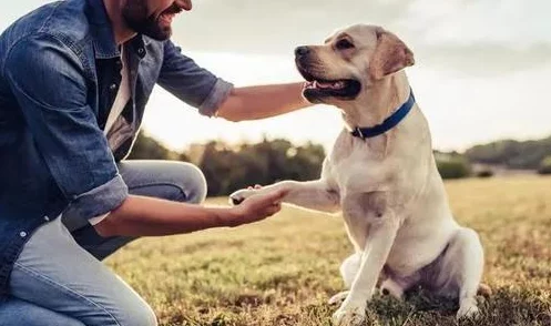 人狗畜禽公司有限公司在现代农业发展中的角色与影响:以可持续养殖为视角的研究分析 人狗畜禽公司有限公司在现代农业发展中的角色与影响:以可持续养殖为视角的研究分析