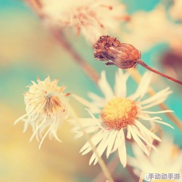 yy6080毛片：最新动态曝光，深度解析其背后的文化现象与社会影响，引发广泛讨论与关注