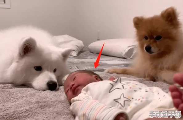 波兰大白屁股xxxxx：最新研究揭示其独特生态习性与保护现状，引发全球关注与讨论