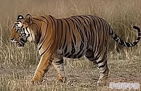 利用敏锐视力，作为首富子女的我在家中找出父母隐藏的1亿元财富攻略