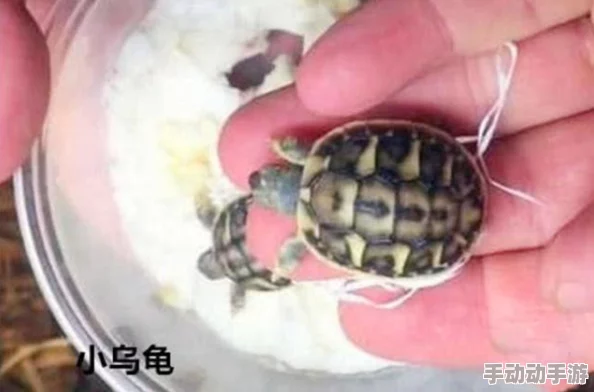 挑战眼力极限：就我眼神好，寻找乌龟并探索趣味玩法指南