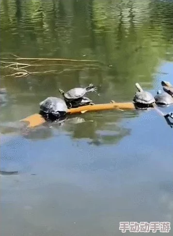 挑战眼力极限：就我眼神好，寻找乌龟并探索趣味玩法指南