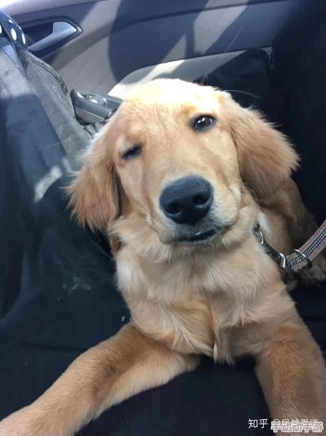 宝贝真乖高h：近期宠物养护新趋势引发热议，专家分享如何更好地照顾你的爱宠！