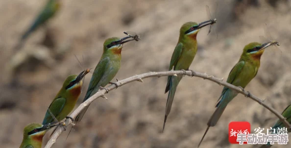 幼童雏鸟导入口：新研究揭示幼儿与小鸟互动对早期教育的重要性和影响