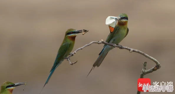 幼童雏鸟导入口：新研究揭示幼儿与小鸟互动对早期教育的重要性和影响