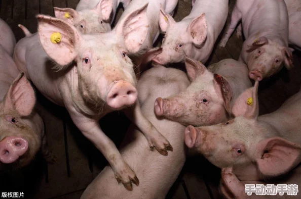 男人两晚不射精睾丸会变硬吗？专家解析生理变化与健康影响，帮助你更好理解男性生殖系统的运作