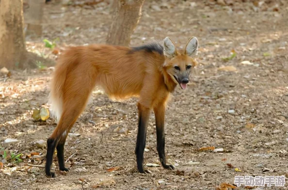 怪物猎人游戏中应该如何操作行走键进行移动探索