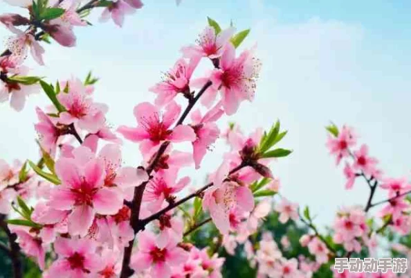 几几寒进桃子里,温暖春风吹拂大地,桃花盛开迎来新生机 几几寒进桃子里,温暖春风吹拂大地,桃花盛开迎来新生机