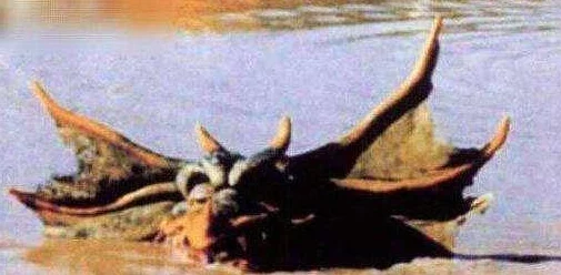 黑毛逼：惊现神秘生物，科学家称其可能颠覆我们对动物进化的认知！