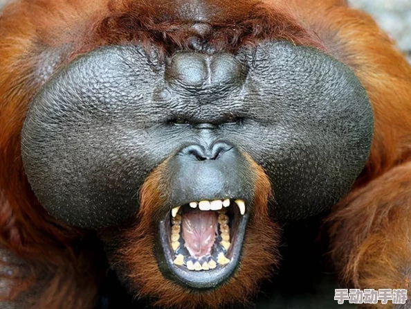 黑毛逼：惊现神秘生物，科学家称其可能颠覆我们对动物进化的认知！