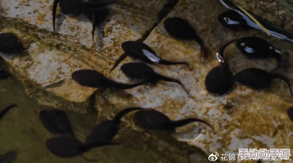 蝌蚪窝释放：新研究揭示蝌蚪生长环境对其发育的深远影响与生态意义