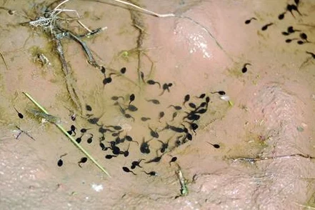 蝌蚪窝释放：新研究揭示蝌蚪生长环境对其发育的深远影响与生态意义