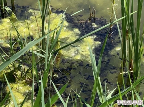 蝌蚪窝释放：新研究揭示蝌蚪生长环境对其发育的深远影响与生态意义