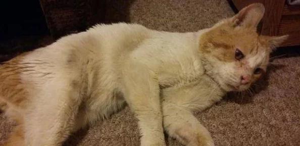 湖南披风少年爱老妈：感人故事引发网友热议，母子情深成为网络新宠，激励更多家庭珍惜亲情