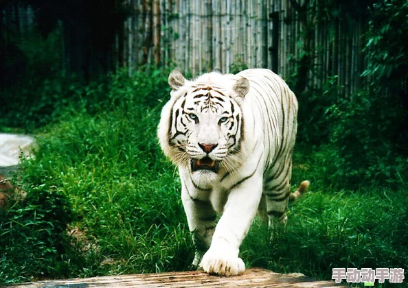 白虎现身城市公园,惊动市民引发热议,专家称或为生态恢复的积极信号! 白虎现身城市公园,惊动市民引发热议,专家称或为生态恢复的积极信号!