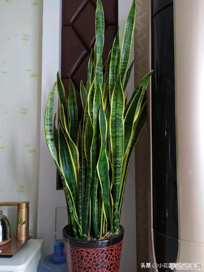 非洲让白皮666666：近期非洲各国在推动经济发展与环境保护方面取得显著进展，引发全球关注