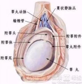 睾丸进入子宫的里面长肉粒正常吗？专家警告：可能隐藏严重健康风险，需引起重视！