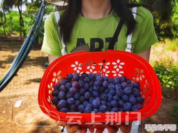 蓝莓社区福利导航：全新上线，超值优惠活动等你来享受，千万不要错过！